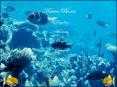 Marine Biome PowerPoint PPT Presentation