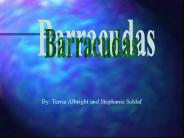 Barracudas