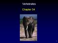 Vertebrates PowerPoint PPT Presentation