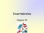 Invertebrates