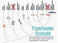 Freshwater Animals PowerPoint PPT Presentation