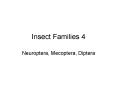 Insect Families 4 PowerPoint PPT Presentation