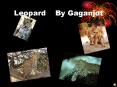 Leopard By Gaganjot PowerPoint PPT Presentation
