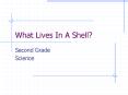 What Lives In A Shell PowerPoint PPT Presentation