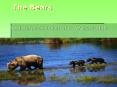 The Bears PowerPoint PPT Presentation