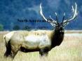 North American Elk PowerPoint PPT Presentation