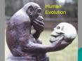 Human Evolution PowerPoint PPT Presentation