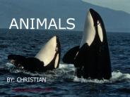 Killer Whale