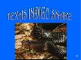 TEXAS INDIGO SNAKE PowerPoint PPT Presentation