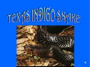 TEXAS INDIGO SNAKE