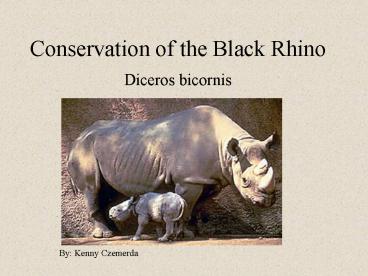Conservation of the Black Rhino