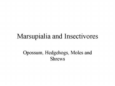 Marsupialia and Insectivores