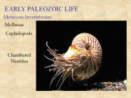 EARLY PALEOZOIC LIFE