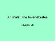 Animals: The Invertebrates