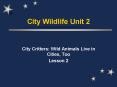 City Wildlife Unit 2 PowerPoint PPT Presentation