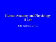 Human Anatomy and Physiology II Lab