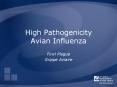 High Pathogenicity Avian Influenza PowerPoint PPT Presentation