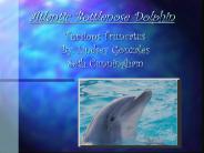 Atlantic Bottlenose Dolphin