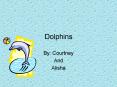 Dolphins PowerPoint PPT Presentation