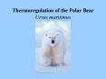 Thermoregulation of the Polar Bear Ursus maritimus PowerPoint PPT Presentation