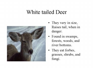White tailed Deer