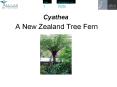 A New Zealand Tree Fern PowerPoint PPT Presentation