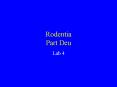 Rodentia Part Deu PowerPoint PPT Presentation