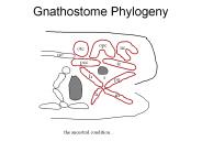 Gnathostome Phylogeny