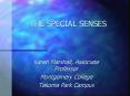 THE SPECIAL SENSES PowerPoint PPT Presentation