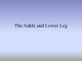 The Ankle and Lower Leg PowerPoint PPT Presentation