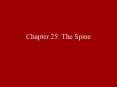 Chapter 25: The Spine PowerPoint PPT Presentation