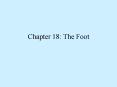 Chapter 18: The Foot PowerPoint PPT Presentation