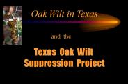 Oak Wilt in Texas