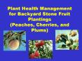 Plant Health Management for Backyard Stone Fruit Plantings (Peaches, Cherries, and Plums) PowerPoint PPT Presentation