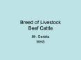 Breed of Livestock Beef Cattle PowerPoint PPT Presentation