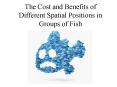 The Cost and Benefits of Different Spatial Positions in Groups of Fish PowerPoint PPT Presentation