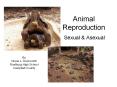 Animal Reproduction PowerPoint PPT Presentation