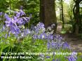 The Care and Management of Rotherhams Woodland Estate' PowerPoint PPT Presentation