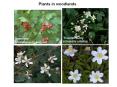 Plants in woodlands PowerPoint PPT Presentation
