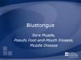 Bluetongue PowerPoint PPT Presentation