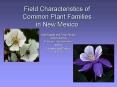 Field Characteristics of Common Plant Families in New Mexico PowerPoint PPT Presentation