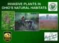 INVASIVE PLANTS IN PowerPoint PPT Presentation
