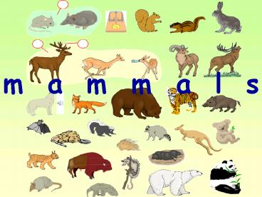 m a m m a l s