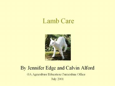 Lamb Care