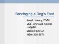 Bandaging a Dogs Foot PowerPoint PPT Presentation
