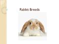 Rabbit Breeds PowerPoint PPT Presentation