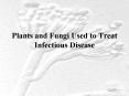 Plants and Fungi Used to Treat Infectious Disease PowerPoint PPT Presentation