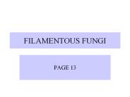 FILAMENTOUS FUNGI