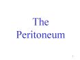 The Peritoneum PowerPoint PPT Presentation