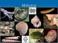 Mollusca PowerPoint PPT Presentation
